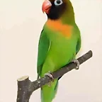 Agapronis nigri