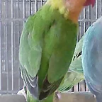 Agapornis nyasa 2