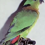 Agapornis swindernania
