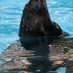Zoo de Barcelona 11-12-2010 083