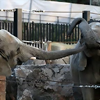 Zoo de Barcelona 11-12-2010 190