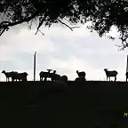 20, ovejas al tras luz, marca