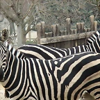 Zoo Madrid 6-01-06 076