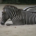 Zoo Stuttgart 255