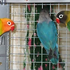 agapornis personata