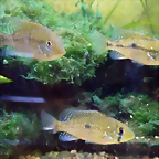 Geophagus brasiliensis