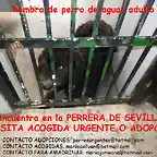 perra de aguas adulta perrera de Sevilla