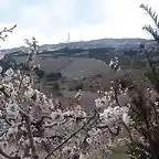 Cerezos en flor, fondo Aitana