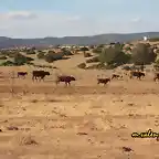 04, las vacas bahan en busca del ro, marca