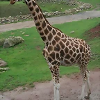 Zoos Wuppertal, Dortmund y Gelsenkirchen 01-10-09 594