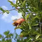 las granadas en flor4