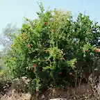 granado en flor