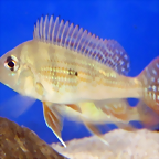 Geophagus altifrons