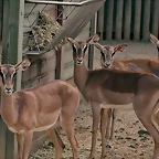 Zoo de Barcelona 03-04-11 976