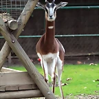 Zoo de Barcelona 07-01-2011 214