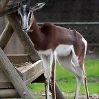 Zoo de Barcelona 07-01-2011 220