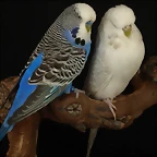 Cobalto y Diluida