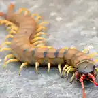 Scolopendra_cingulata