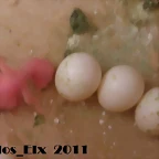 1 pollo 24-9-2011