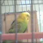 PERICO1