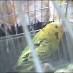 PERIQUITA1