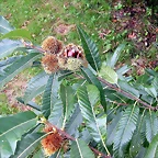 DSCN5303
