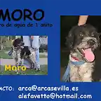 MORO Sevilla