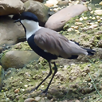 Vanellus spinosus (31-7-19 Bronx zoo)