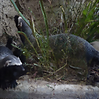 Galictis vittata 3 (7-10-23 Bioparque Amaru)