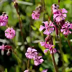 15, florecillas,  marca