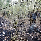 DSCN8386