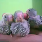 rayita, gallito y wero