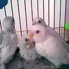 hedwig,lighty,snowy y softy