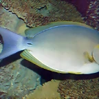 Acanthurus xanthopterus