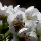 flores de peral 1, marca