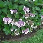 hortensia blanca y violeta