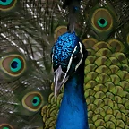 Zoo de Barcelona 21-02-11 162