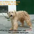 MIKY, toda su vida atado a un olivo