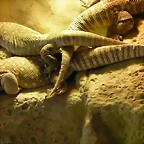 Varanus exhanthematicus (24-3-15 Loro Parque)