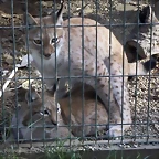 Linces apareandose