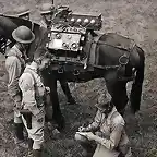 Caballo de comunicaciones del ejrcito USA en la WWII