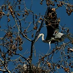 Zoo de Barcelona 06-02-11 030