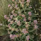 Phlomis herba-venti