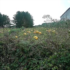 DSCN5315