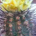 Copiapoa calderana (C. lembckei)