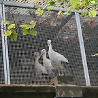 Zoo de Barcelona 30-08-2010 i 31-08-10