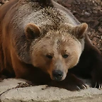 Zoo de Barcelona 03-04-11 931