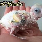 FB_IMG_1498908275938
