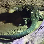 Varanus salvadorii 2 (22-7-17 Faunia)