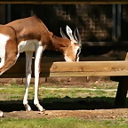 Zoo de Barcelona 13-03-11 598